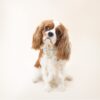 flat750x075f pad750x750f8f8f8 13 - Cavalier King Charles Spaniel Shop