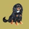 flat750x075f pad750x750f8f8f8 26 - Cavalier King Charles Spaniel Shop