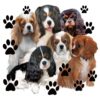 flat750x075f pad750x750f8f8f8 9 - Cavalier King Charles Spaniel Shop