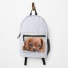urbackpack frontwide portrait750x1000 20 - Cavalier King Charles Spaniel Shop